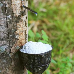 natural-rubber